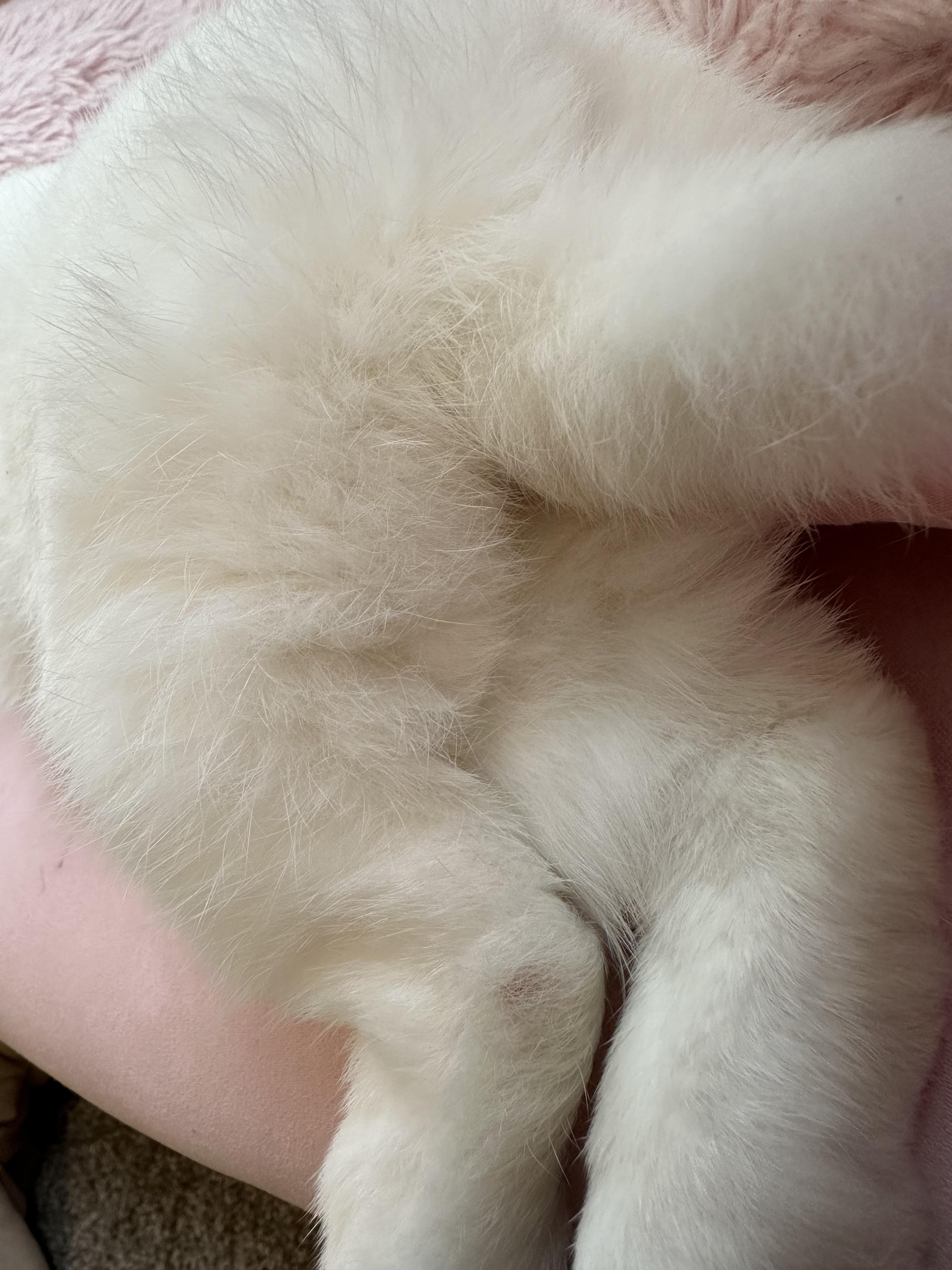 What is this spot on my rabbit’s foot? | Scrolller