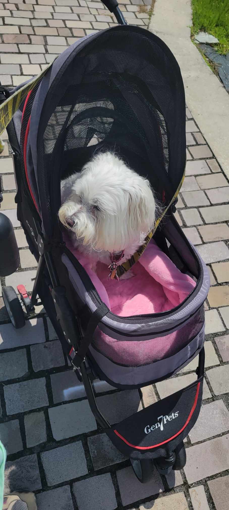 Feeling pretty pleased with this yard sale find - a stroller for the old man