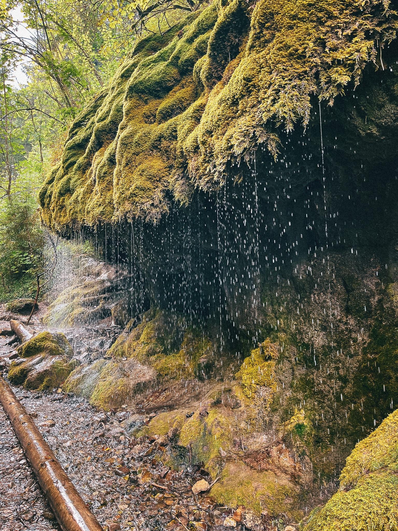 Don’t go chasing waterfalls 🌳😄