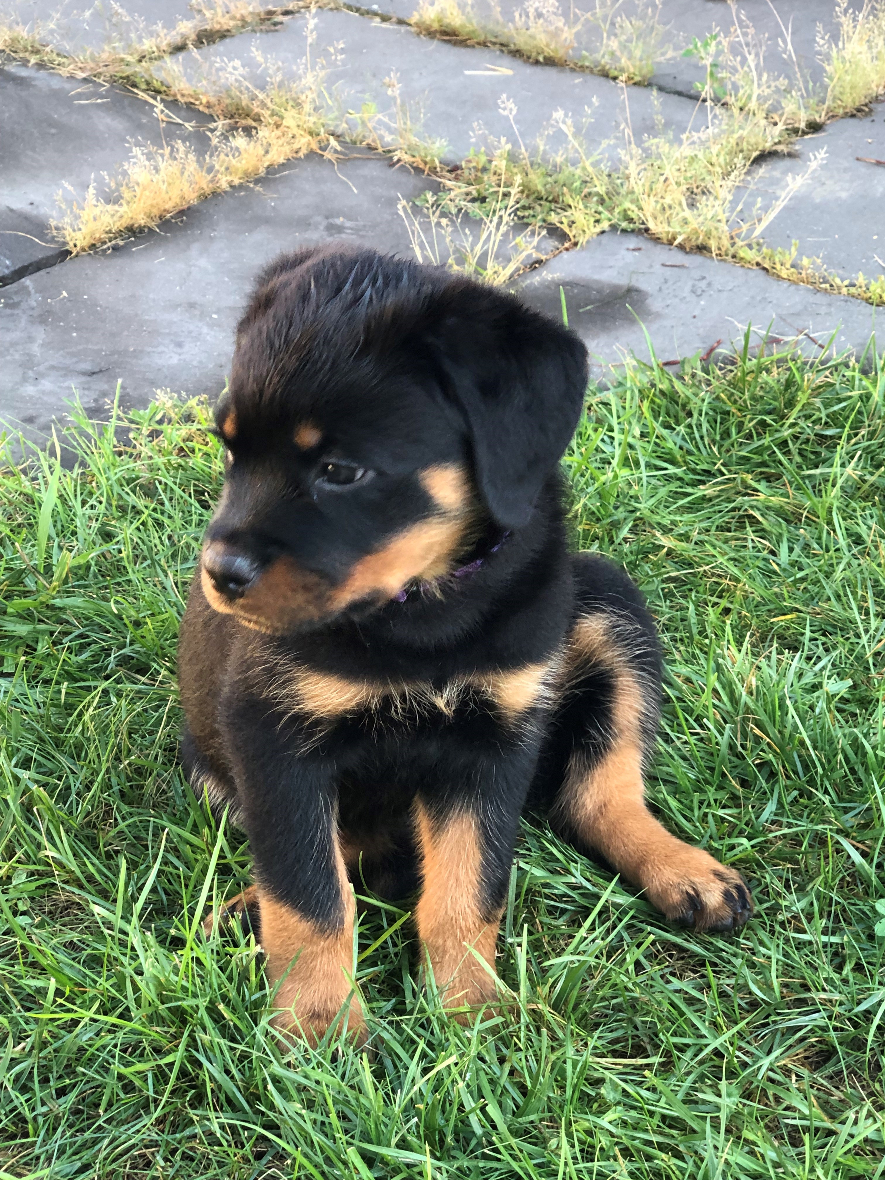 The newest member of the family, Gus