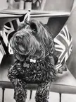 [oc] Latest drawing of gorgeous cockapoo 😊