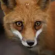 Red Fox real close up!