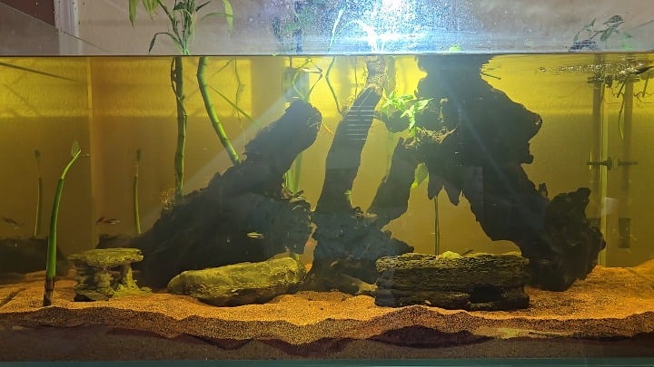 Planted Turtle Tank, Anyone?