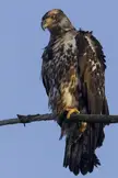 eagle portrait