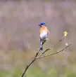 Eastern Bluebird 