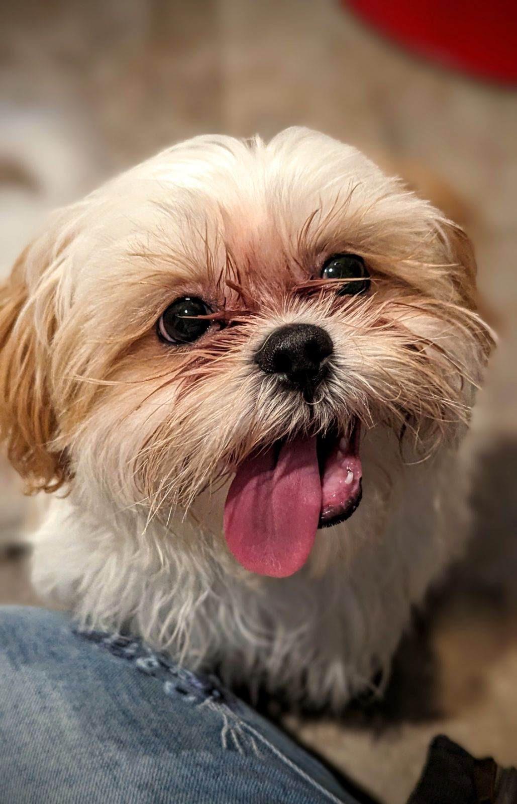 Daisy learned to stick her tongue out and now she won’t put it back in 