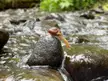 Found this guy stuck on a rock in a creek. I relocated him to dry land after observing his efforts for a bit