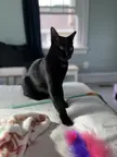 VoidCats
