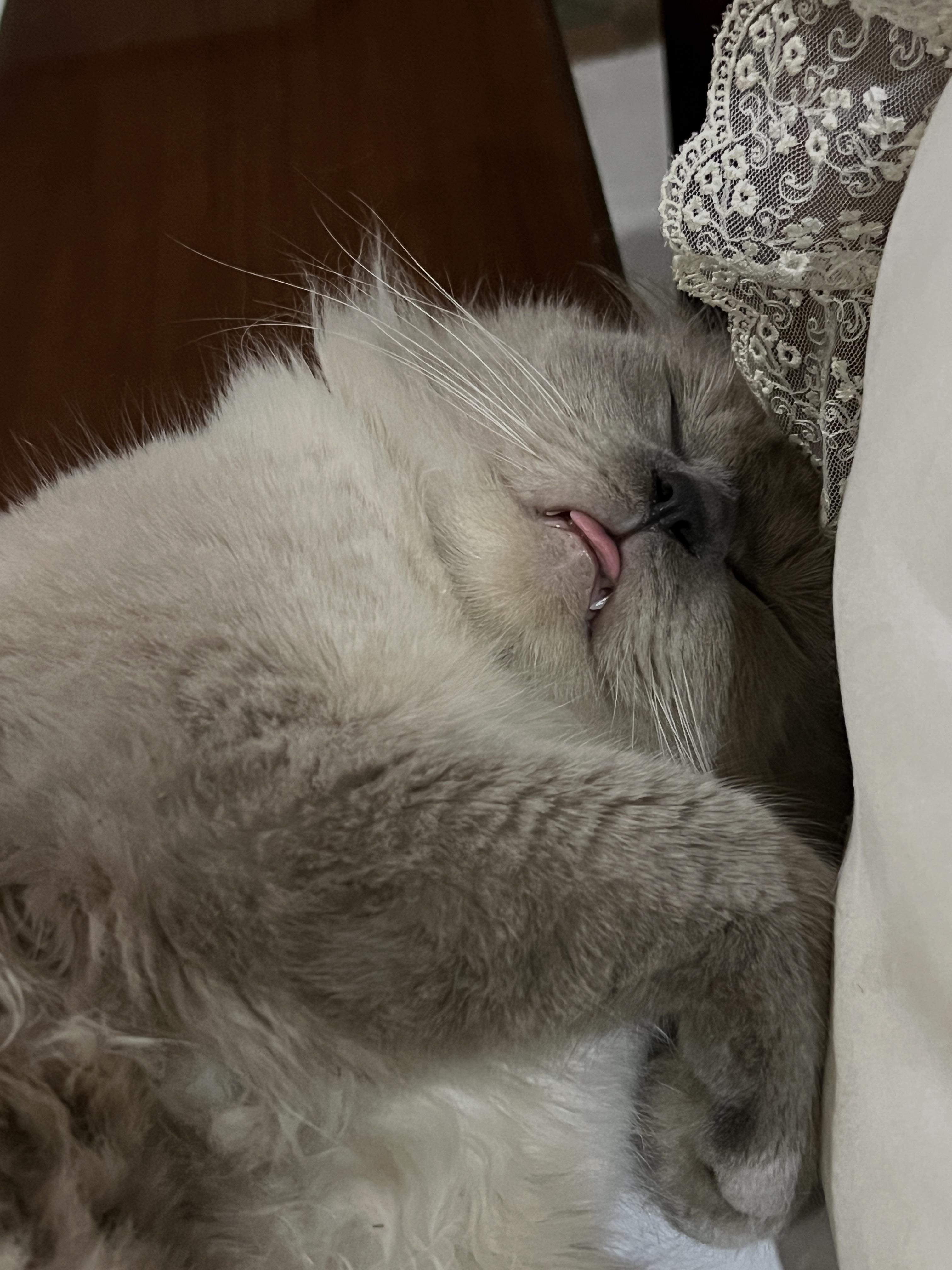 Sleepy blep