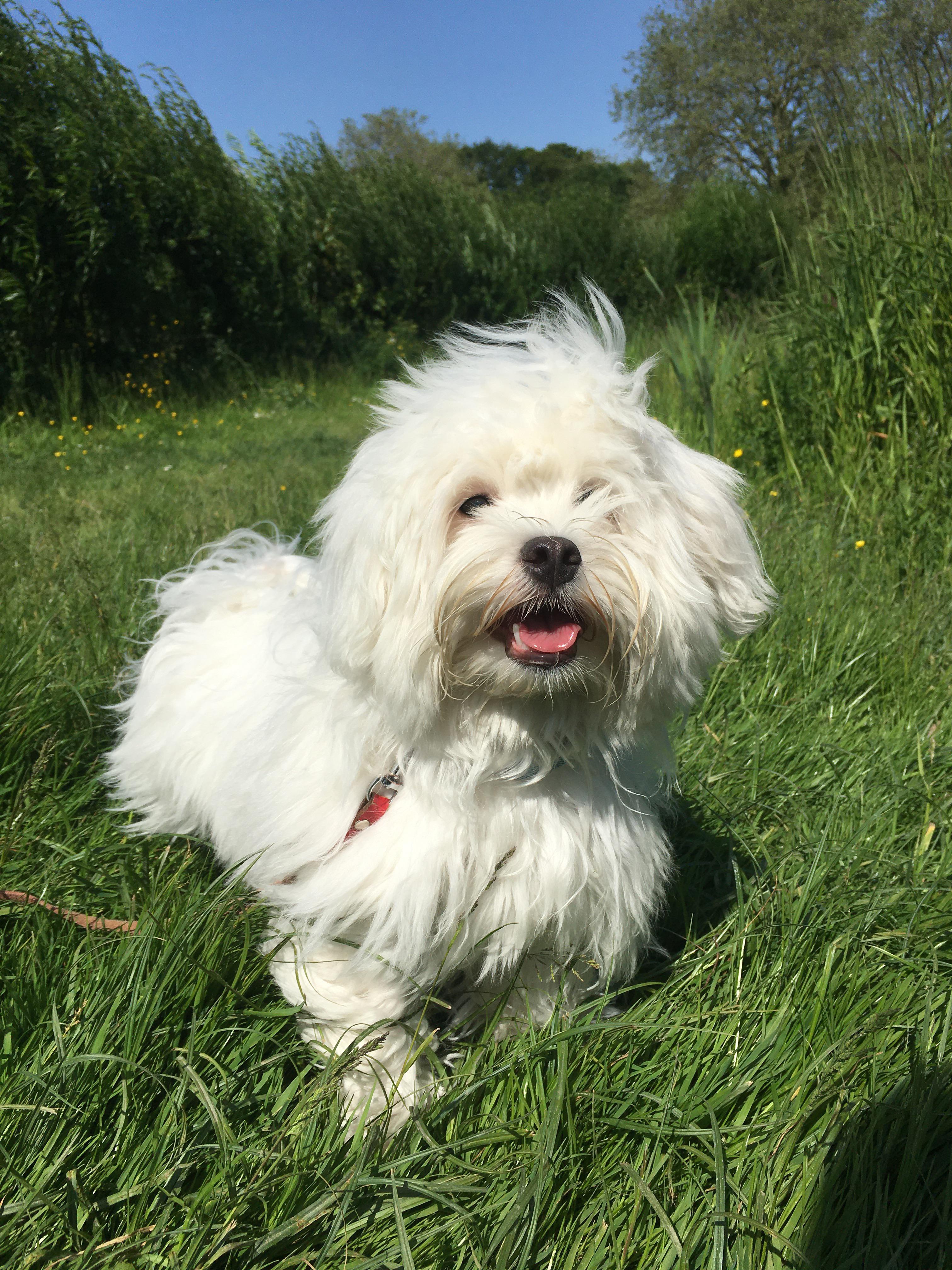 My baby, Charlie. Ten months old.. my best boy