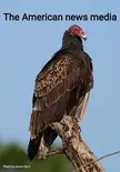 I love vultures, but...