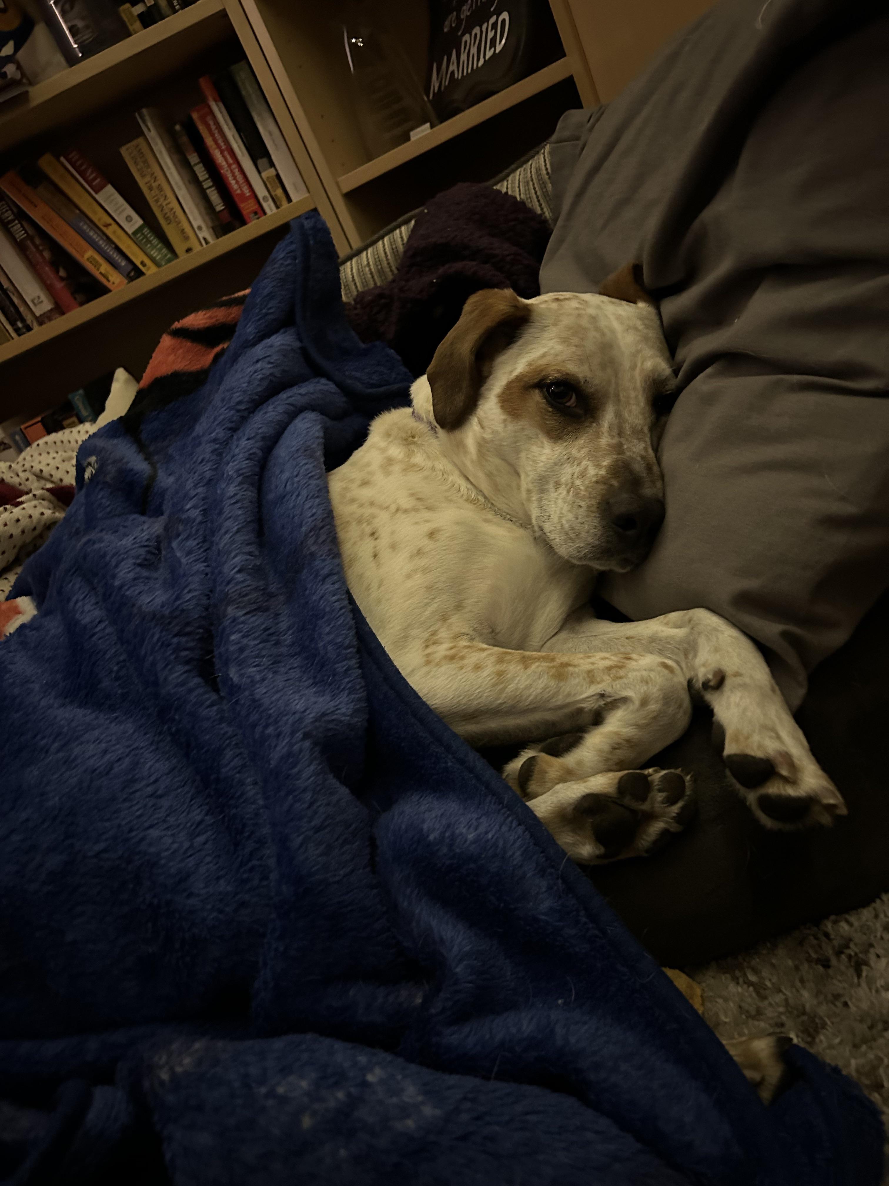 Oscar is hiding from his new human sister by getting all cuddled up