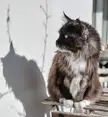 Looking for recommendations - does anyone have a litter box robot that is really *worth it*, especially for big cats? Would love suggestions for your favorite and pros/cons