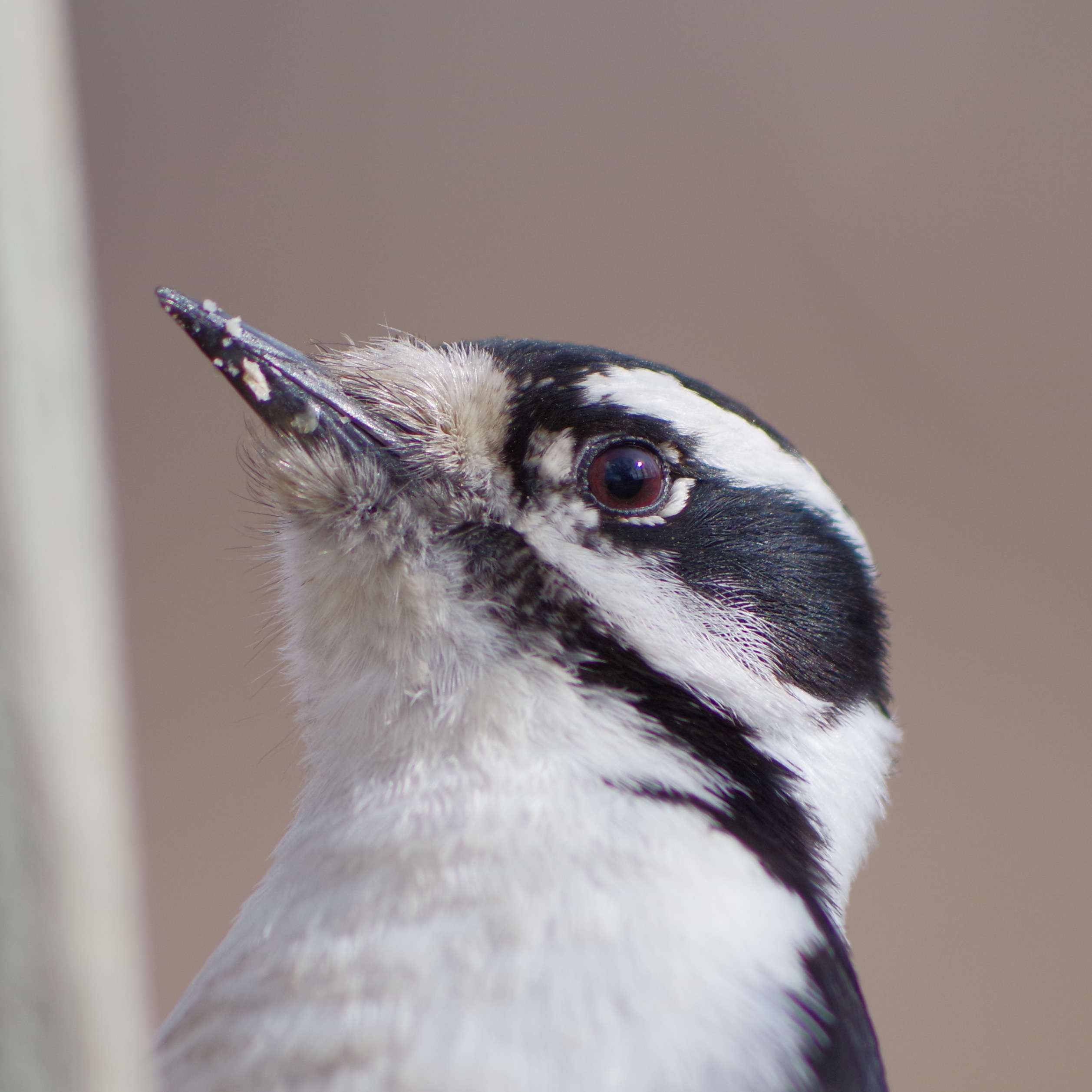 Closeup of Downy Woodpecker (Female)