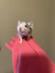 [OC] Clyde jr.showing his long flashy whiskers