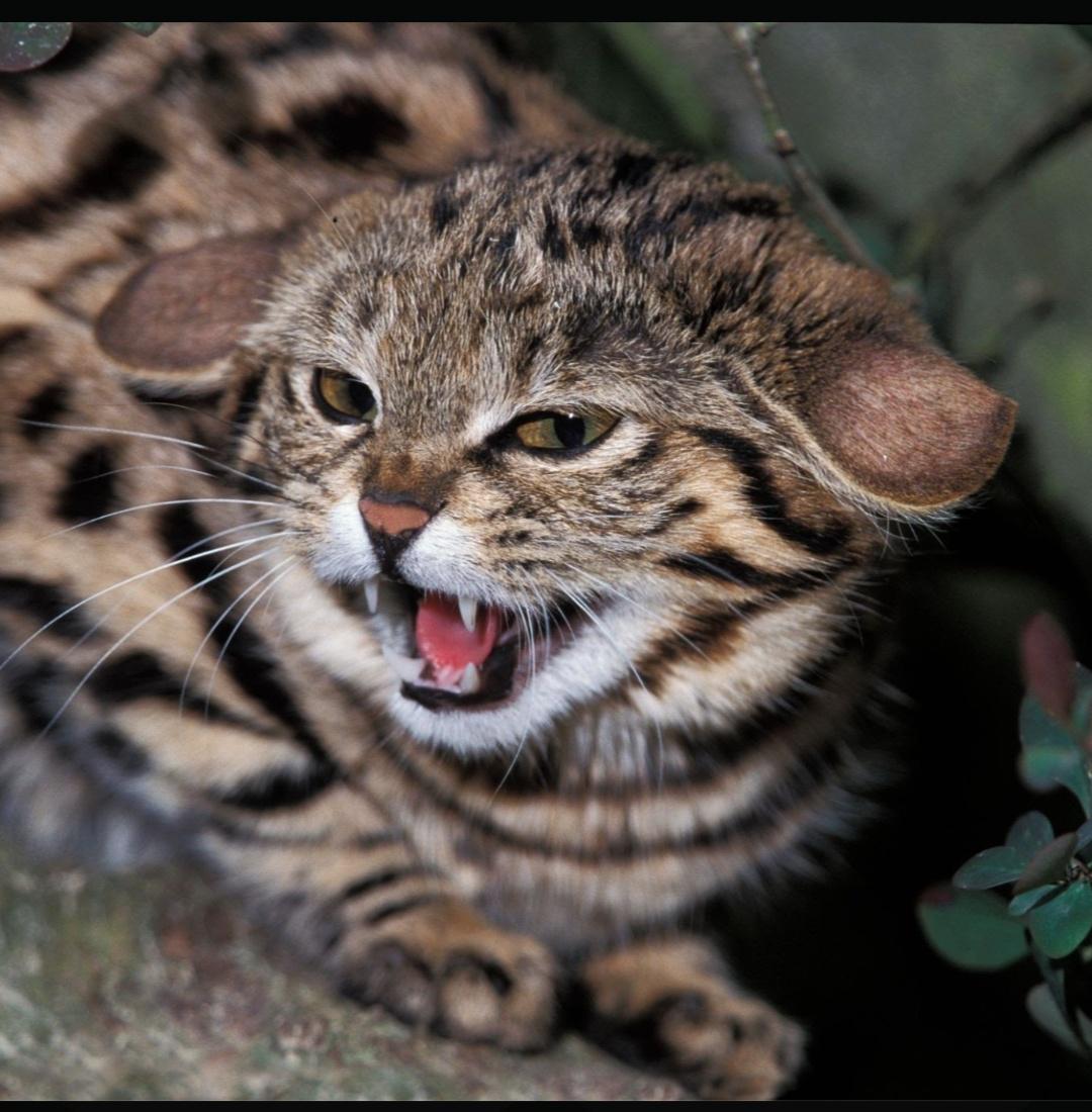 This cat, the African black-footed, has the highest success rate in hunting at 60%, twice that of a lion.