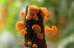 Orange pore fungus