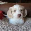 This Cute Dachshund Pup 🐶 🤎🤍🖤💙❤️
