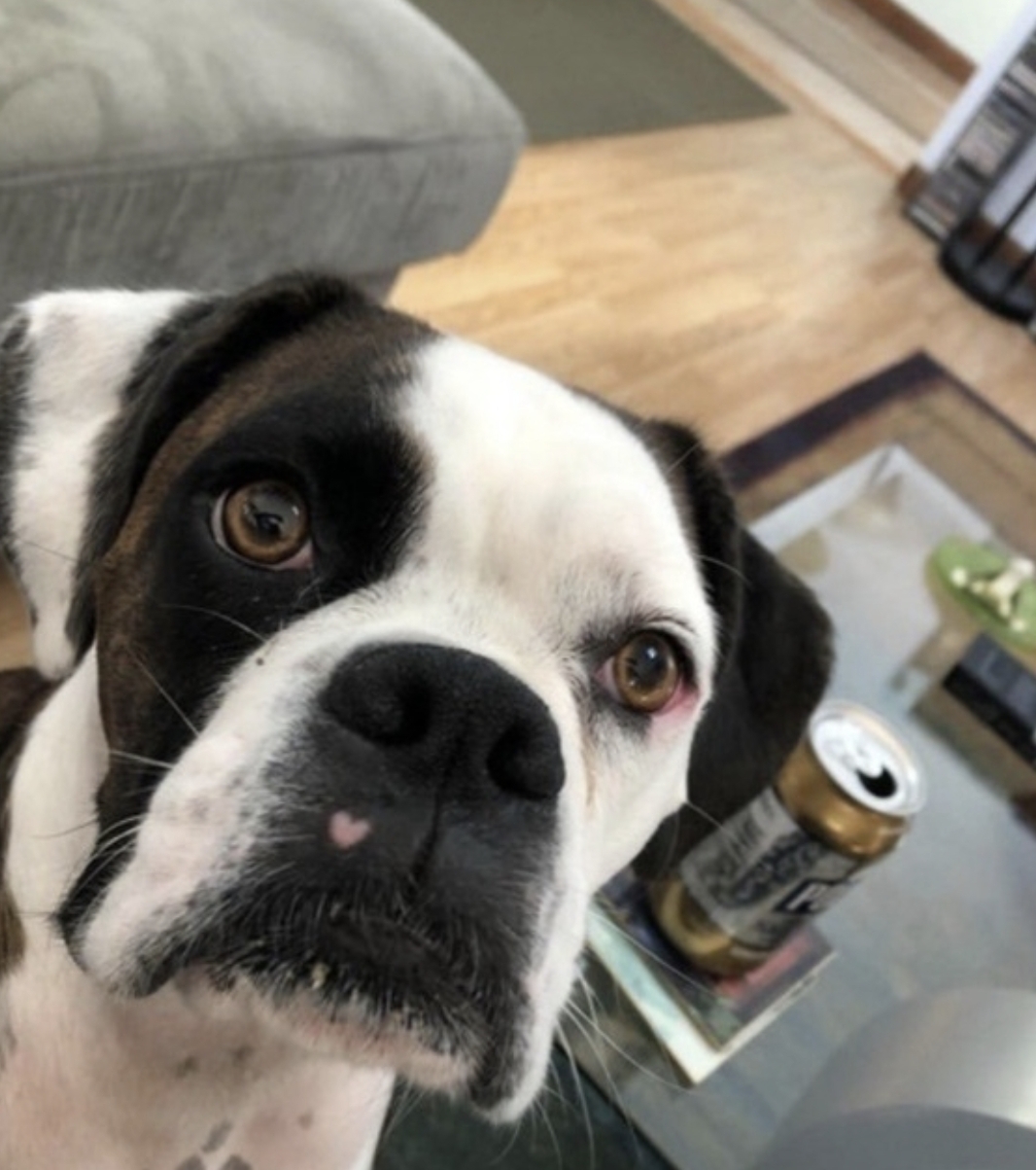 This is Libby. She had a scratch on her nose, and when it healed, there was a perfect pink heart.