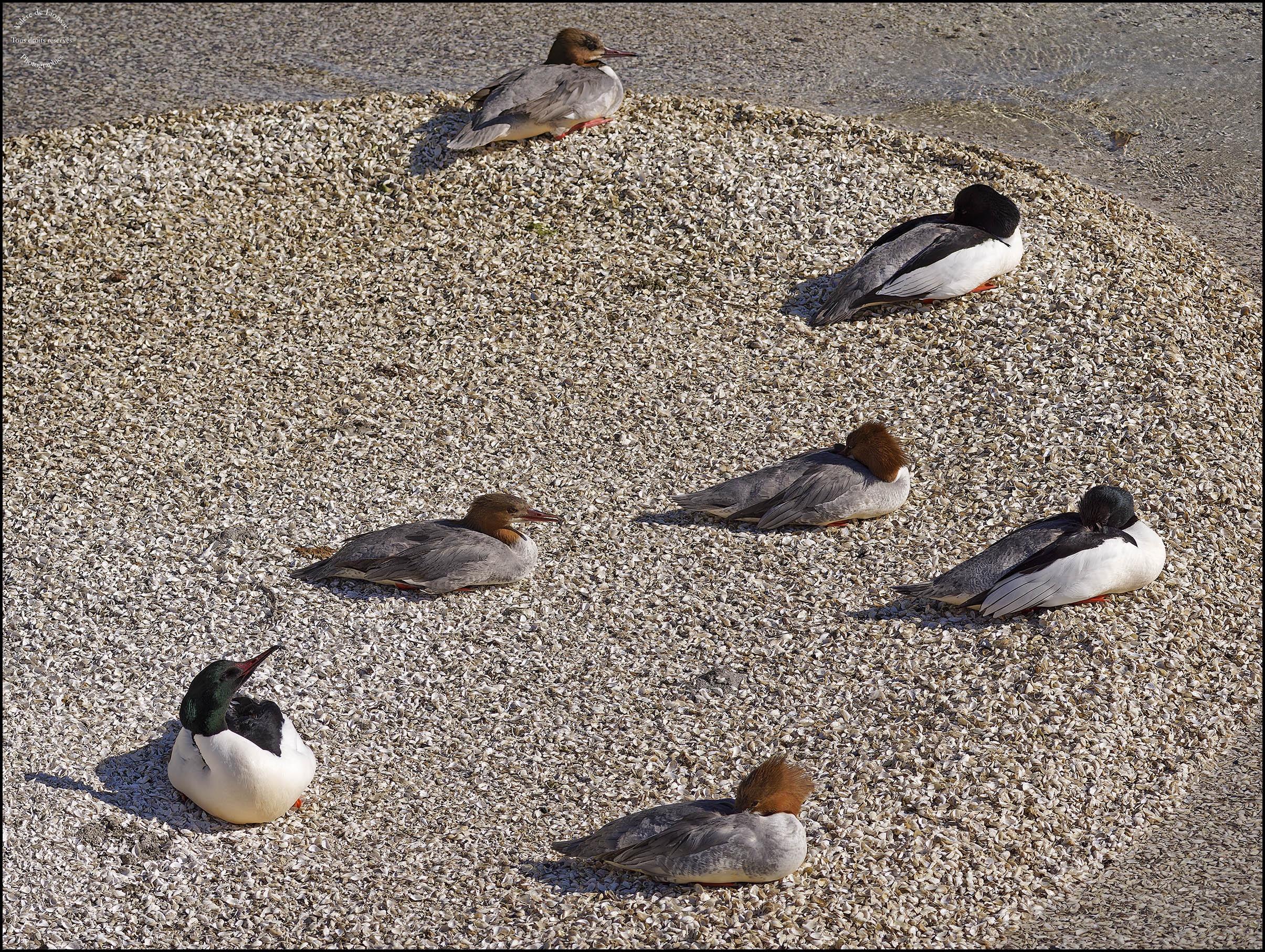 Goosanders sunbathing