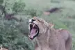 Lioness in Kruger National Park South Africa.
