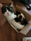 some joke about boxes being slang for pussy