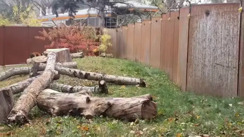 Edmonton Valley Zoo red panda cubs explore the yard for the first time
