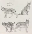 lynxes