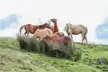 🔥Happy Mountain Ponies - Brecon Beacons National Park, Wales