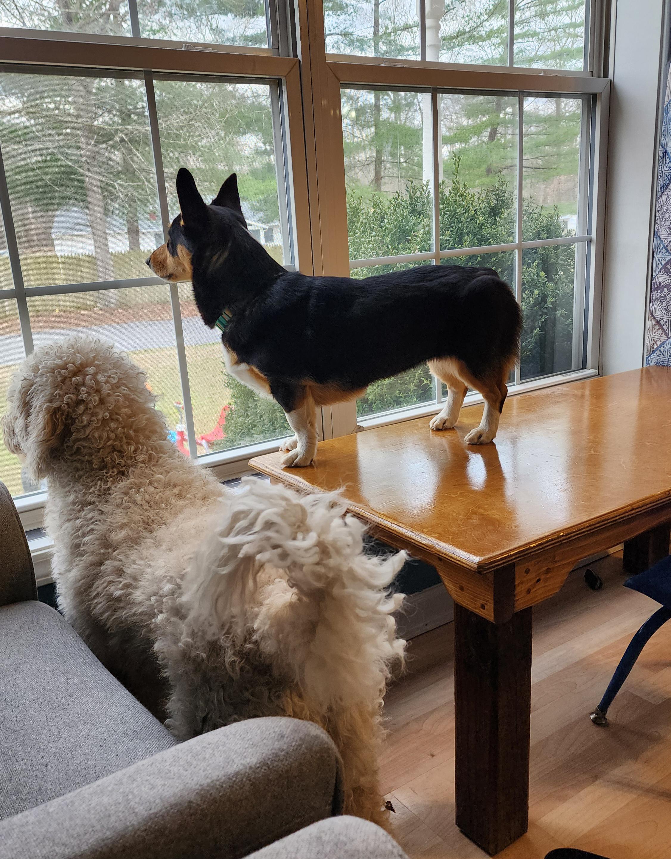 I is tall doggo! See!!