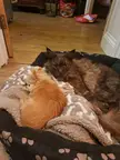 I always find it funny that we have the biggest cat breed and the tiniest dog breed and they just happen to be best friends!