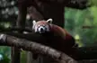 Eepy red panda picture I took