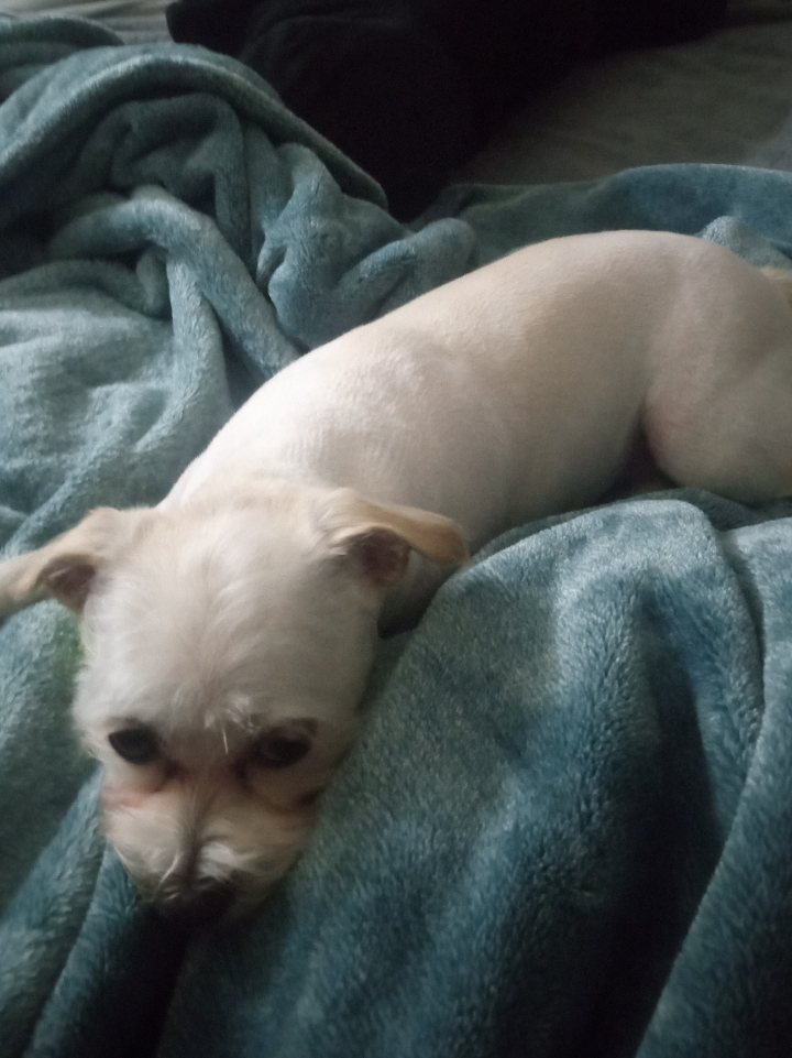 My malchi Millie
