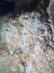 can't find the trichomes on my bud from the dispo. wtf is happening?