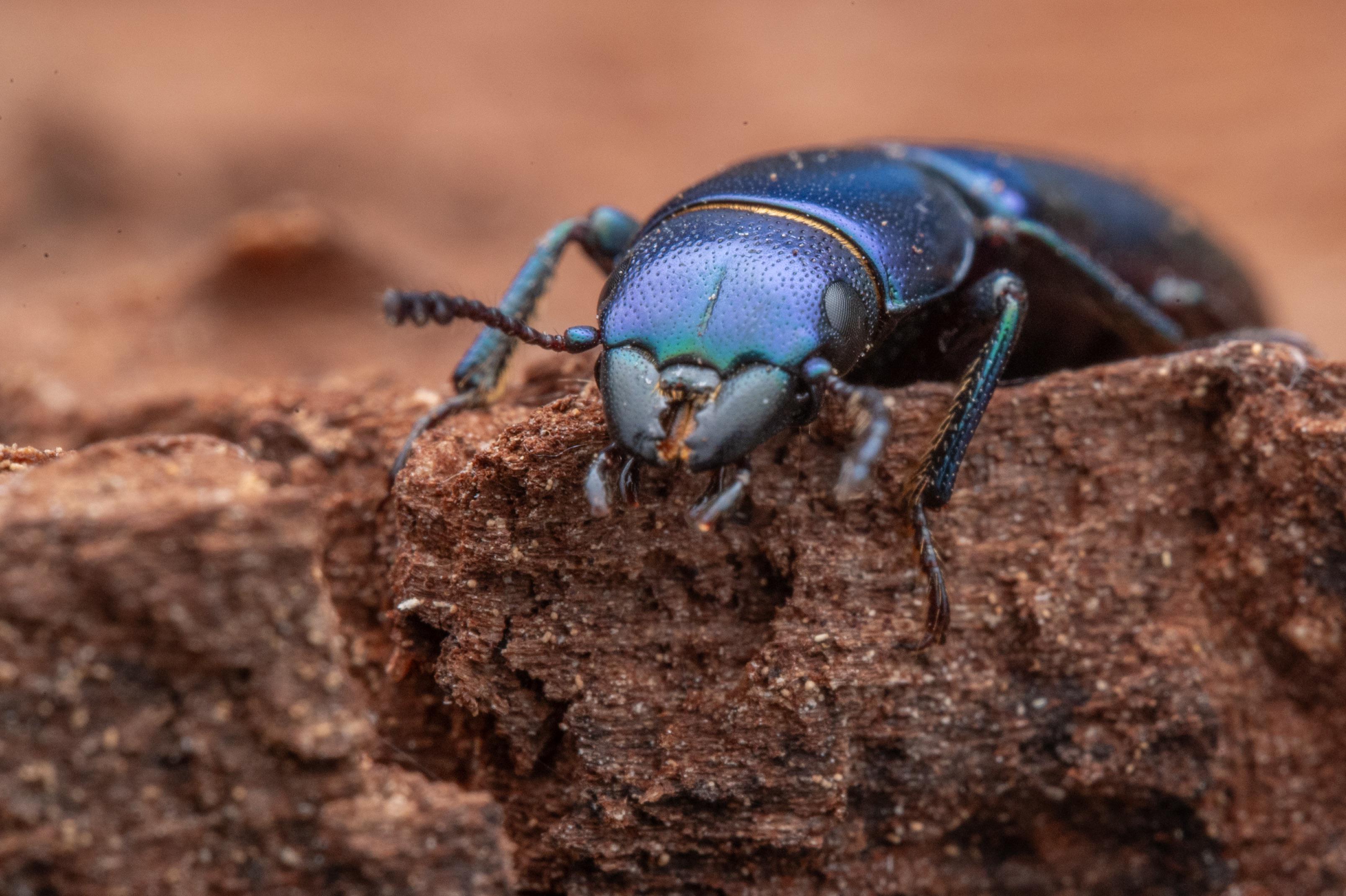 Pine Trogossitid Beetle