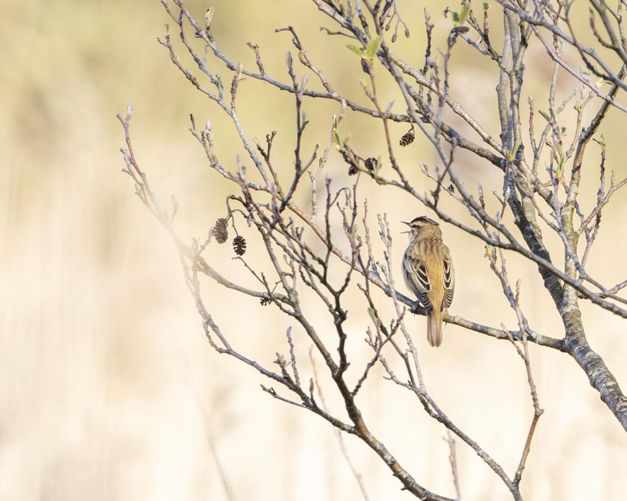 Sedge Warbler