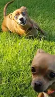 My friends dog Zelda has them crazy eyes