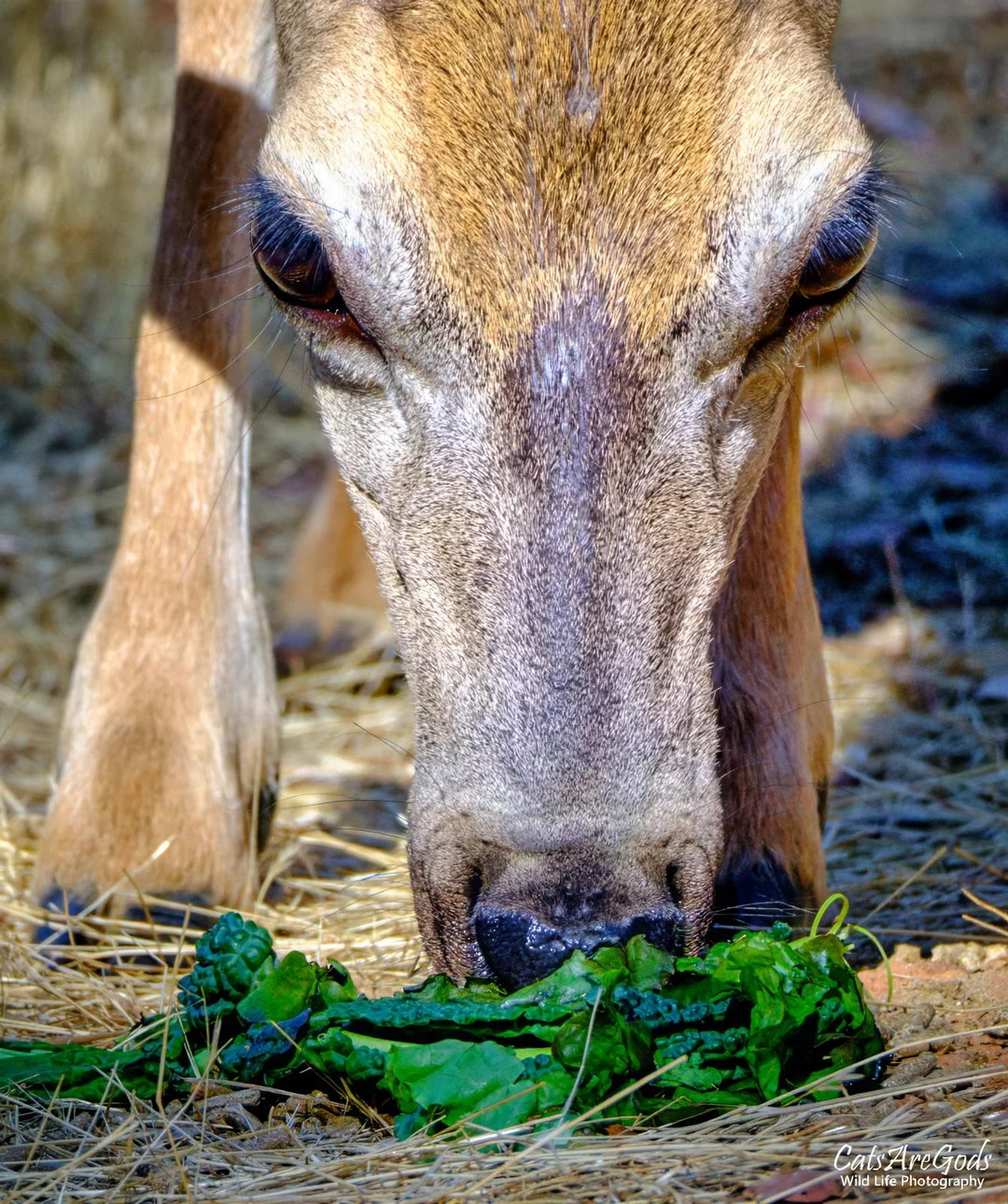 Unique Perspective of a Mule Doe [OC] | Scrolller