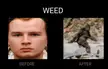 WEED: Not Even ONCE
