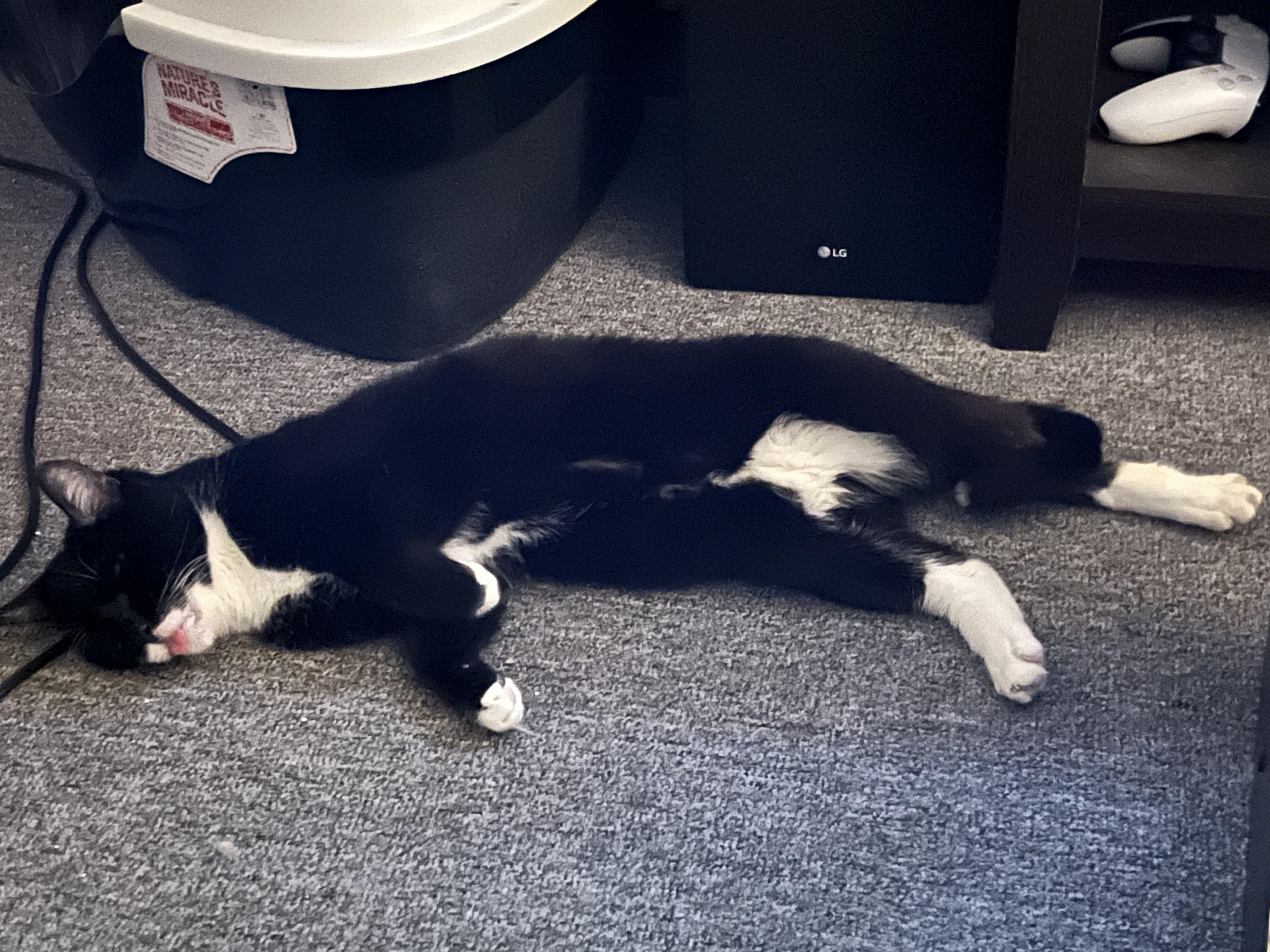 Cat Tricked Me To Think He Was Dead!