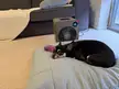 Eggplant or chihuahua? 