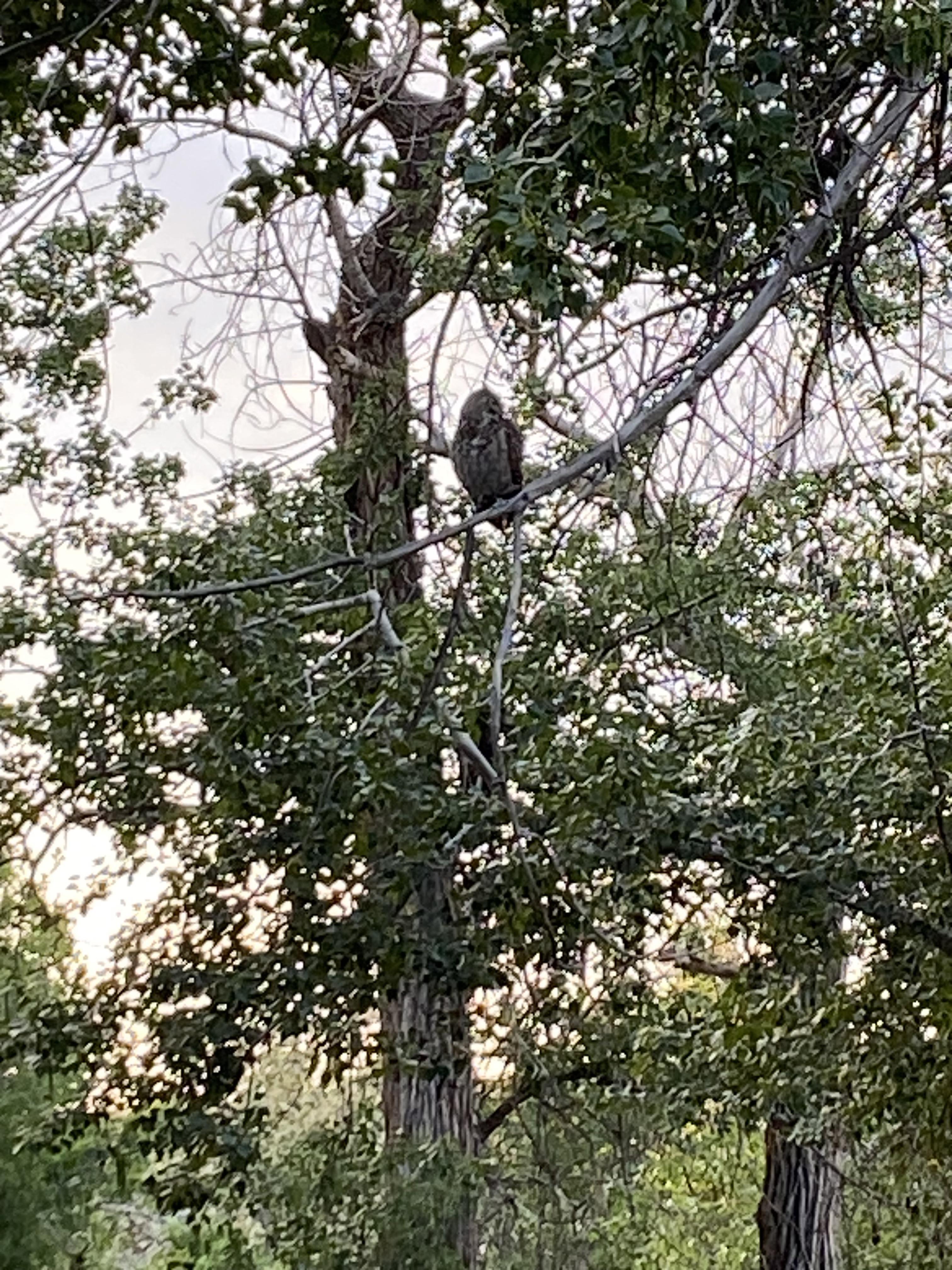 Any idea of what sort of owl this might be?