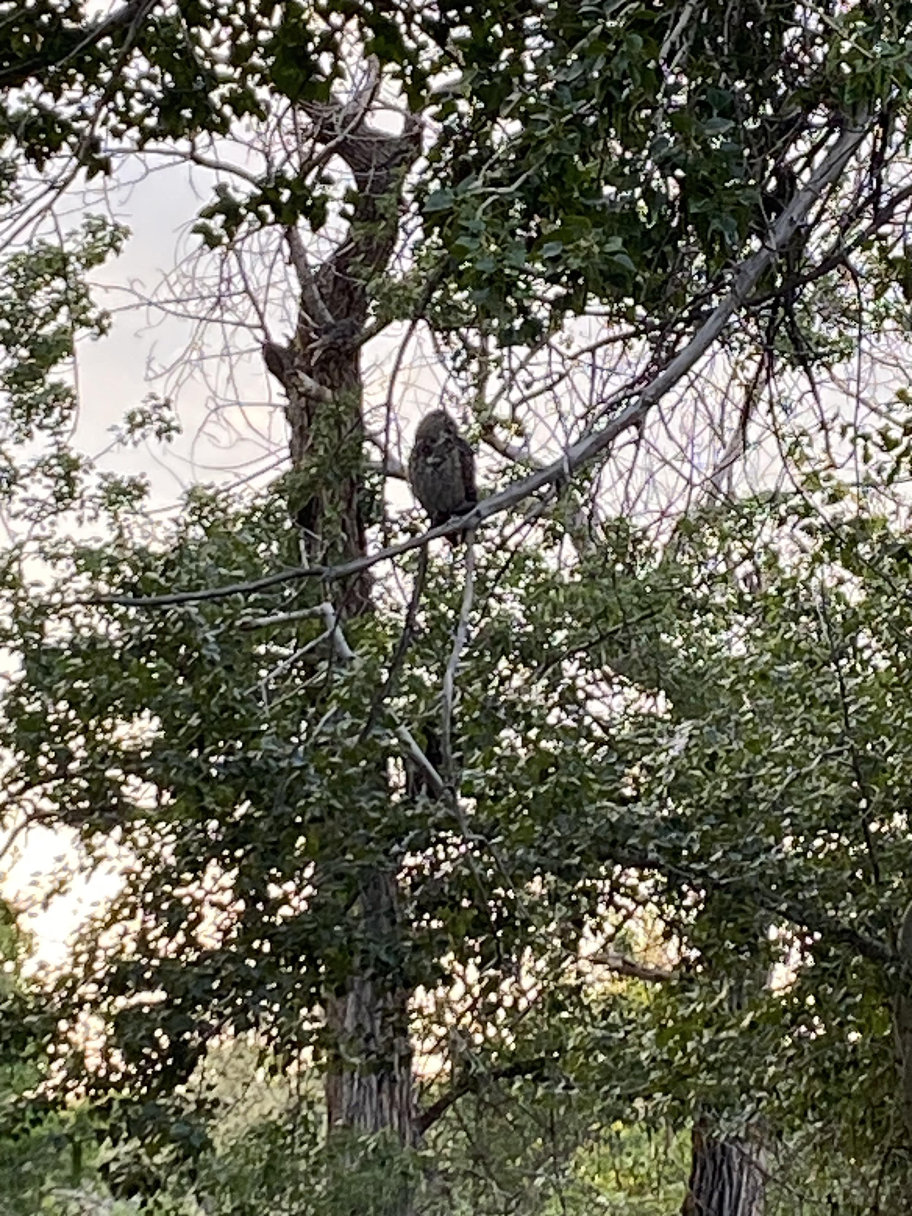 An owl perched on a tree branch amidst dense green foliage in a wooded area.