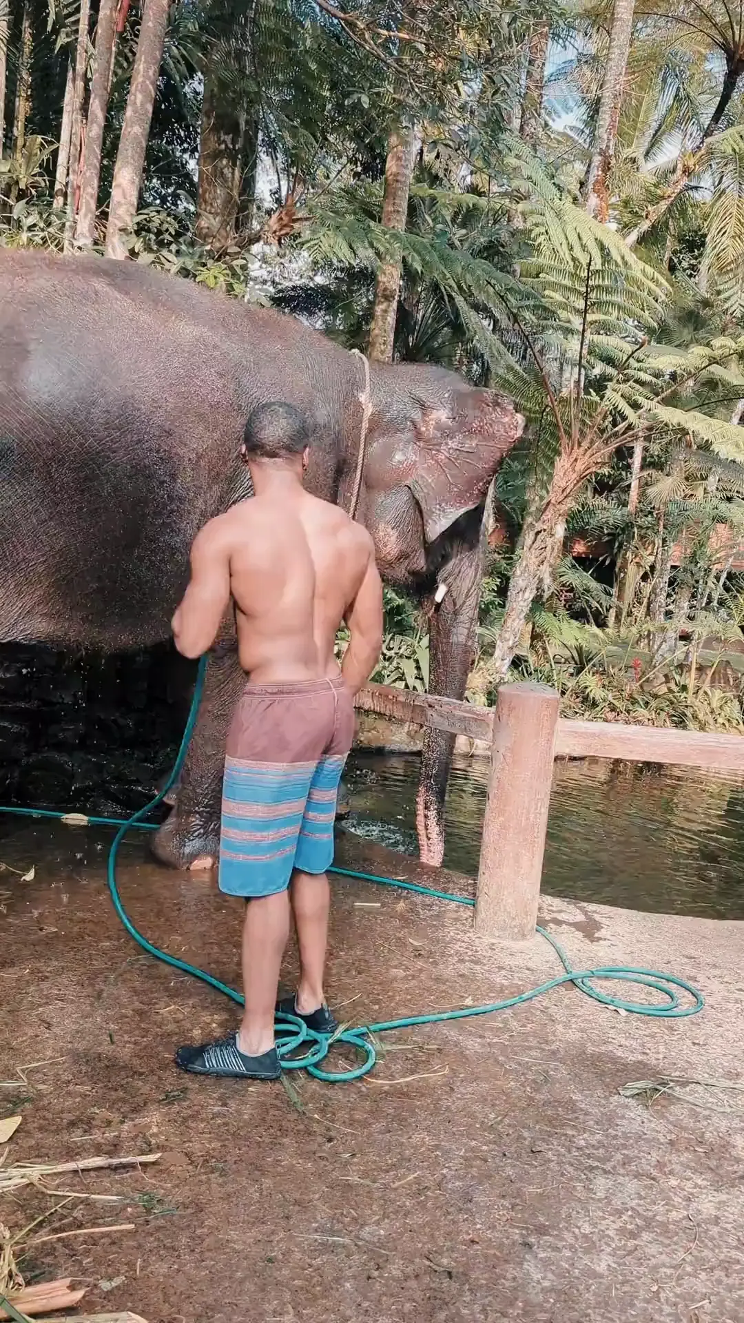 Elephant Bath in Bali 