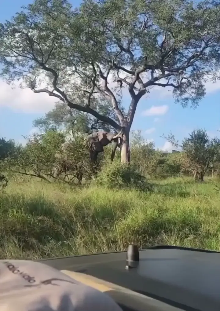 Elephant casually pushes down huge tree