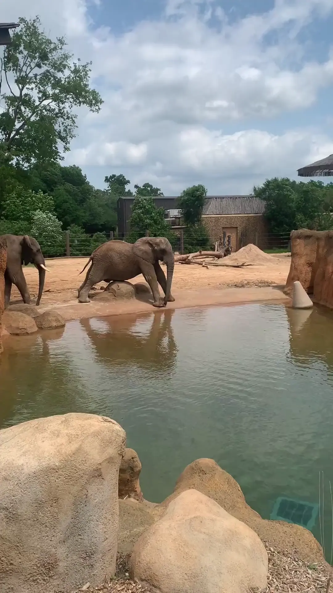 Elephant rubbing his stomach on a rock