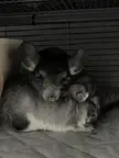 Enemies by night lovers by morning