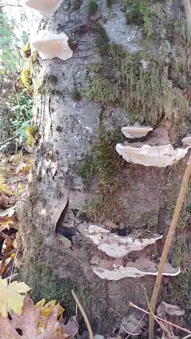 Enter the mushroom forest 🍄