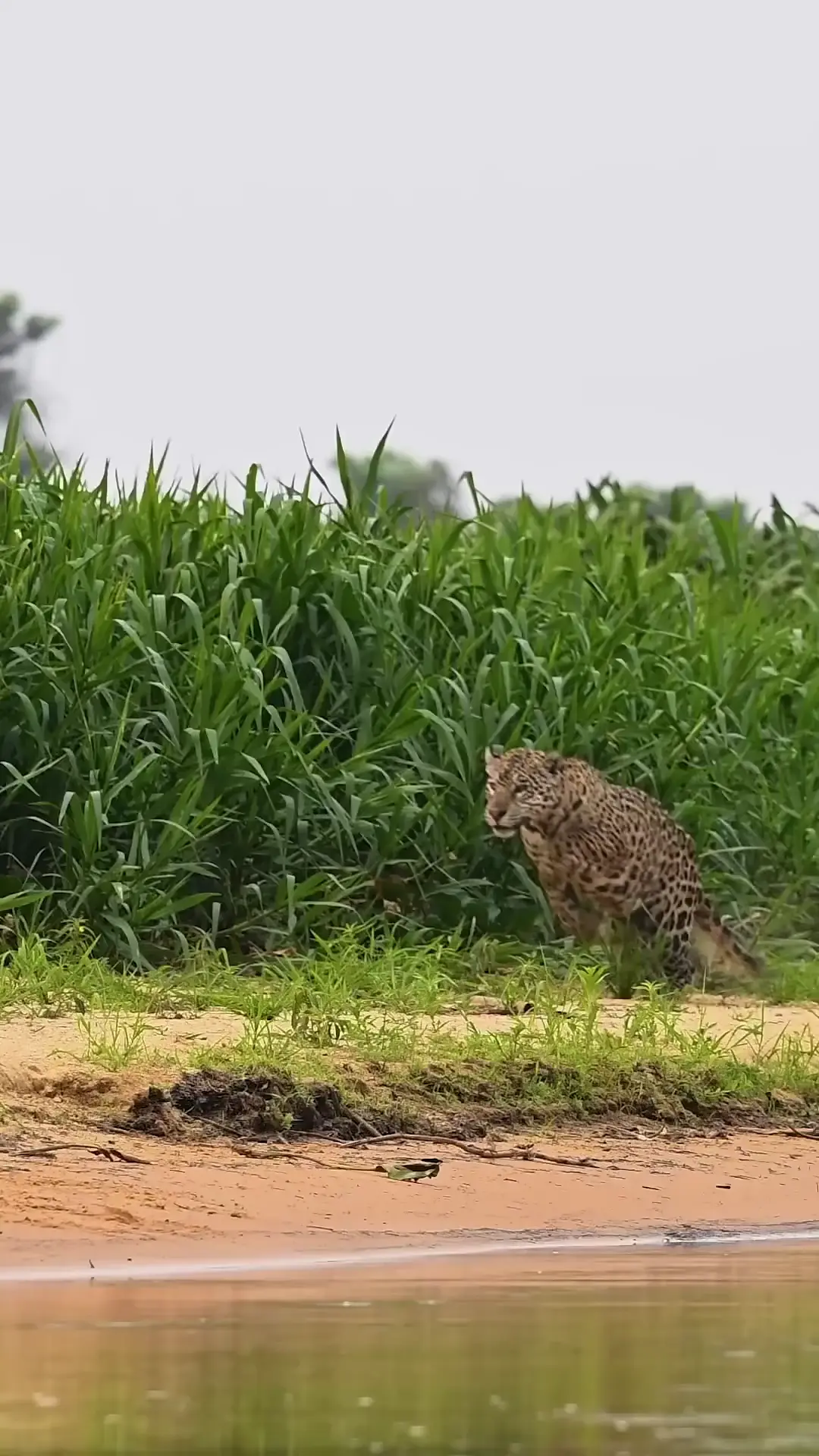 Epic jaguar Killing Scene