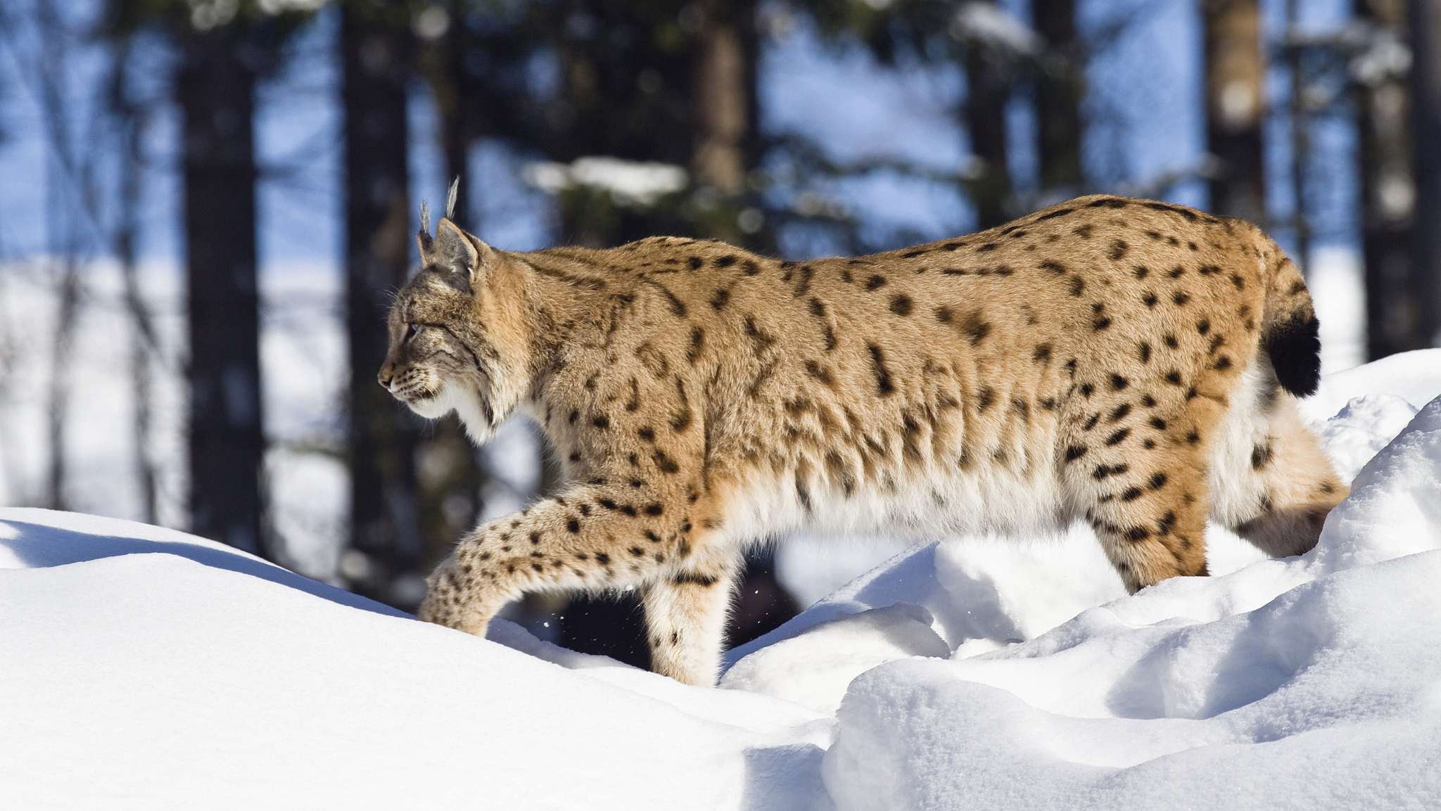 Eurasian lynx